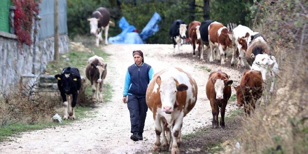 Devlet desteğiyle sürü sahibi oldu! Eşinin köyünden gelen bereket: 35 yaşında hayvan sayısını katladı 1
